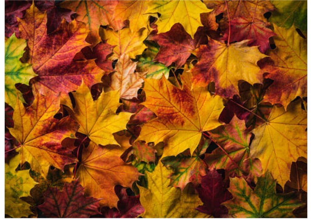 Partiosyksy 2024 - Lue lisää